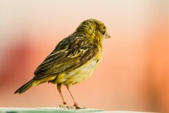 Serin_de_Sainte_Helene_01-2 null