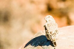 Yellow Canary (Serin de Sainte-Hélène)-737A9278-2 null