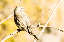 Yellow canary (Serin de Sainte-Hélène)-737A9309-2 null