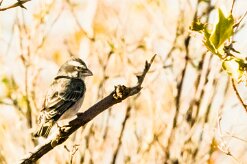 Yellow canary (Serin de Sainte-Hélène)-737A9350-2 null