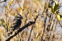 Yellow canary (Serin de Sainte-Hélène) Etendeka - Damaralnd - Namibie