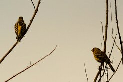 serin_des_canaries_01-2 null