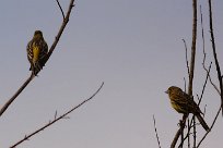 serin_des_canaries_01