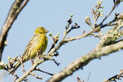 serin_des_canaries_02-2 null