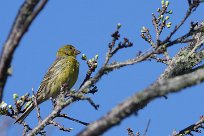 serin_des_canaries_02