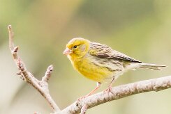 serin_des_canaries_03-2 null
