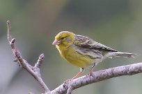 serin_des_canaries_03