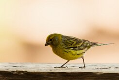 serin_des_canaries_04-2 null
