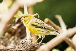 serin_des_canaries_05-2 null