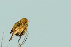 serin_des_canaries_06-2 null