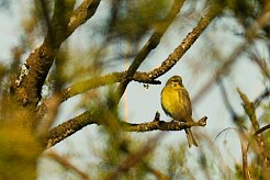 serin_cini_01-2 null