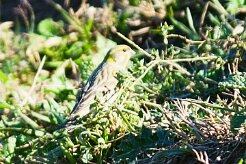 serin_cini_02-2 null