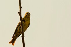 serin_cini_03-2 null