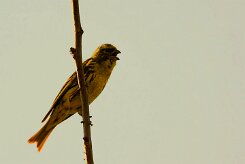 serin_cini_06-2 null