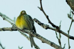 serin_cini_07-2 null