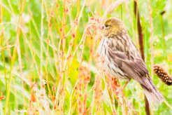 serin_cini_08-2 null