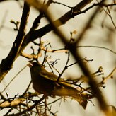 verdier_d_europe_02-2 null