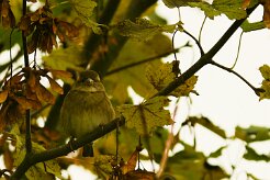 verdier_d_europe_06-2 null