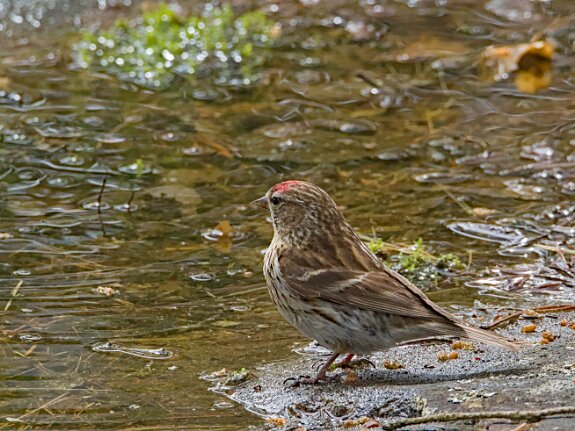 Linottes melodieuses