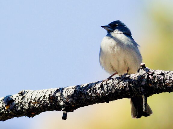 Pinson bleu