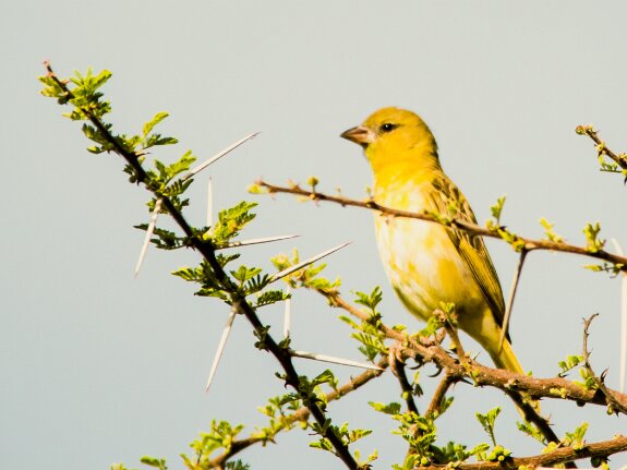 Serin de Sainte Héléne