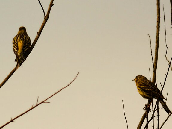 Serin des Canaries