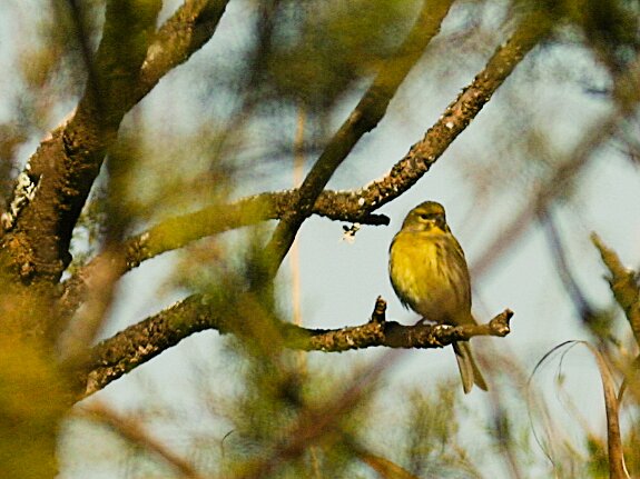 Serins cinis