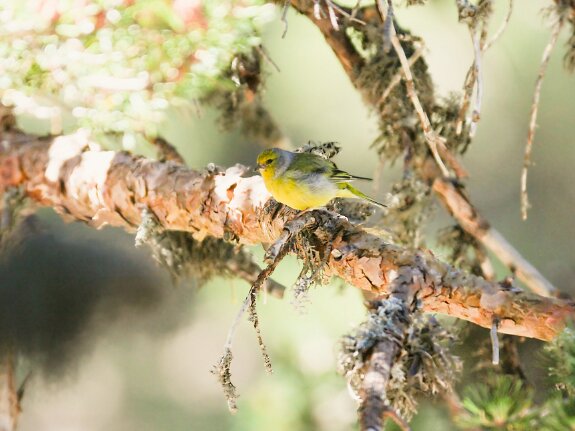 Venturon montagnard