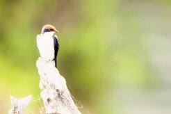 Wire-tailed Swallow (Hirondelle à longs brins)_7D2_0444 null