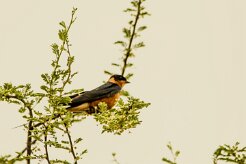 Hirondelle_à_ventre_roux_01-2 null