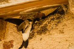 hirondelle_des_fenetres_01-2 null