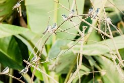 Golondrina de manglar (Hirondelle des mangroves)_231213_5732-2 null