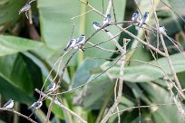 Golondrina de manglar (Hirondelle des mangroves) Tarcoles - Costa Rica