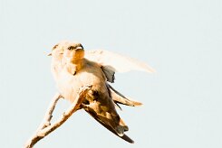 Rock Martin (Hirondelle isabelline)_737A0272 null