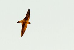 Rock Martin (Hirondelle isabelline)_737A2324-2 null