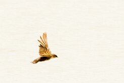 Rock Martin-(Hirondelle isabelline)_737A4828 null