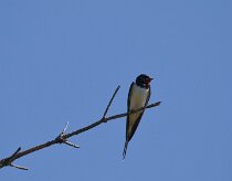 Hirondelle rustique _248483 null