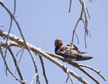 Hirondelle rustique _248498 null