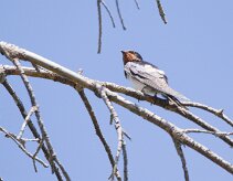 Hirondelle rustique _248499 null