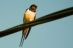 hirondelle_rustique_01-2 null