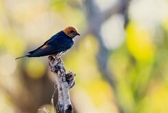 Lesser Striped Swallow (Hirondelle striée)_7D2_2538 null