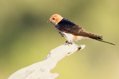 Lesser Striped Swallow (Hirondelle striée)_7D2_2545 null