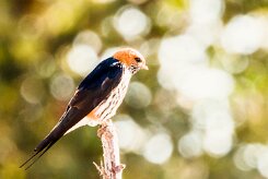 Lesser Striped Swallow (Hirondelle striée)_x737A3841-2 null