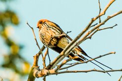 Lesser Striped Swallow (Hirondelle striée)_x737A4389-2 null