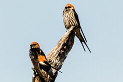Lesser Striped Swallow (Hirondelle striée)_x737A4414-2 null