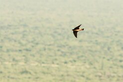 Hirondelle_sud_africaine_01-2 null