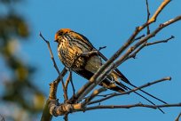 Lesser Striped Swallow (Hirondelle striée) Lesser Striped Swallow (Hirondelle striée)