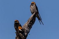 Lesser Striped Swallow (Hirondelle striée) Lesser Striped Swallow (Hirondelle striée)