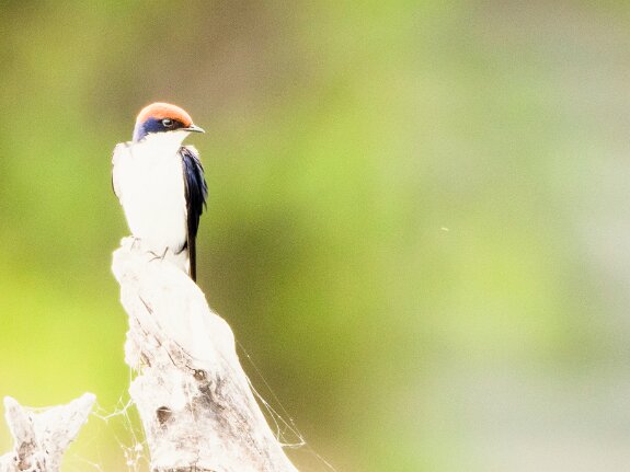 Hirondelle à longs brins
