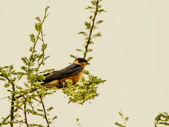 Hirondelle à ventre roux